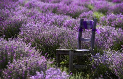 Lavender, Roses, Lakes: Top Reasons to Visit Isparta in Türkiye